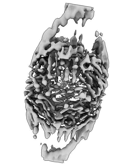 WBP 重构的 apoferritin